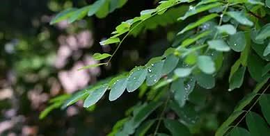 夏雨雨天特写下雨树叶高清雨滴实拍空镜视频的预览图